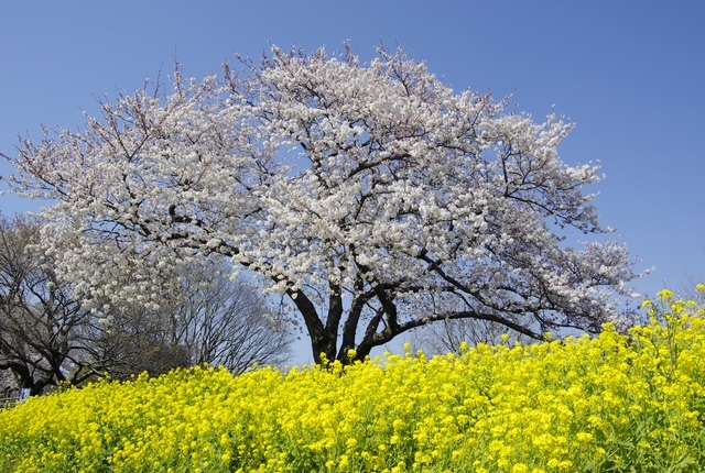 県立三川公園の桜